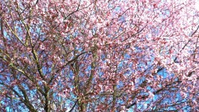 cherrytreepath32016closeup