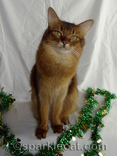 somali cat posing with green garland