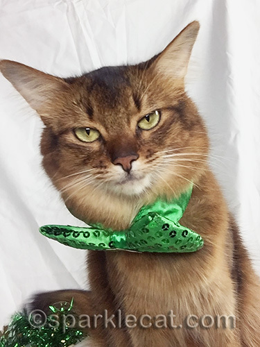somali cat in st. patricks bow