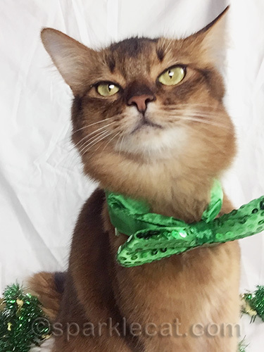 somali cat in green bow looking off into the distance