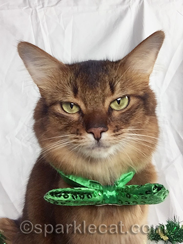 somali cat posing with green st patricks bow