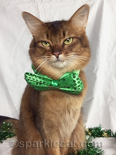 Somali cat wearing a green bow for St. Patricks Day