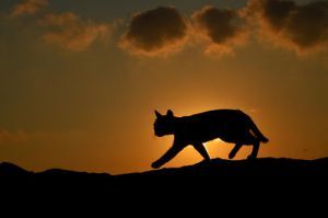 Cat at Sunset, by Serkan Sarikef