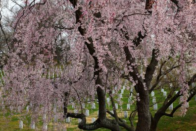 Weeping-cherry-tree-arlington-cemetery-dc_-_Virginia_-_ForestWander.jpg