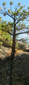 tree in rock