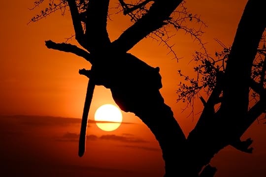 The leopard, silhouetted in front of the setting sun, has both blown highlights and plunged shadows. 