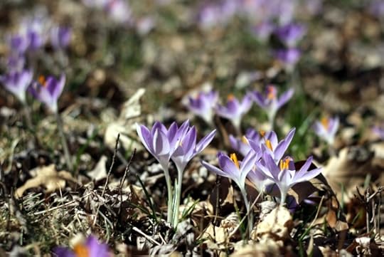 Little purple flowers.