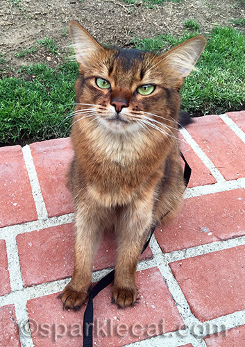 somali cat sitting on a brick pathway