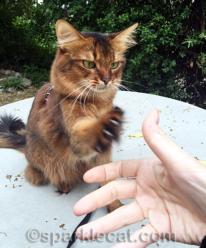 somali cat about to shake hands on command