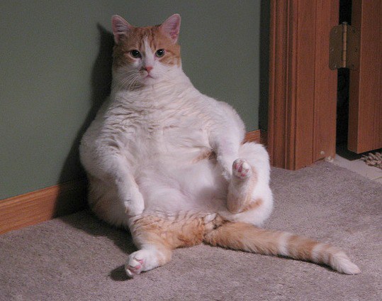 fat-cat