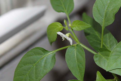 Christmas pepper plant