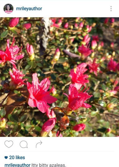 MRileyAuthor Azaleas on Instagram