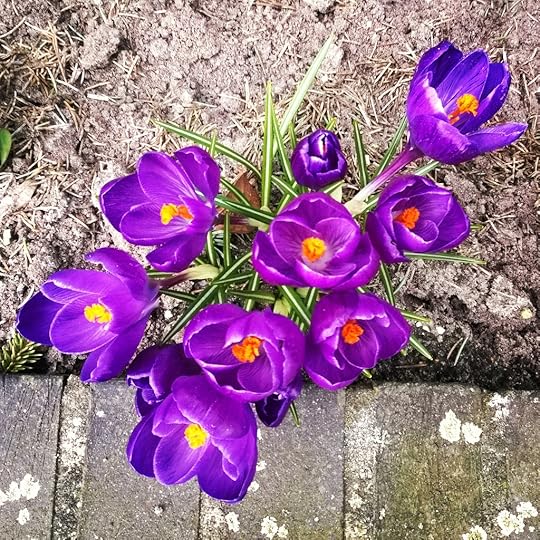 Crocuses