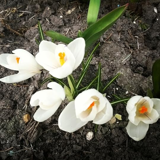 Springtime crocuses