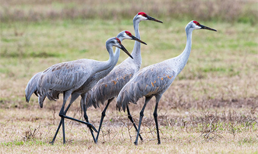 sandhill_cranes_lrg[1].jpg