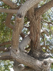tree