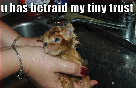 Kitten_Betrayed_My_Tiny_Trust