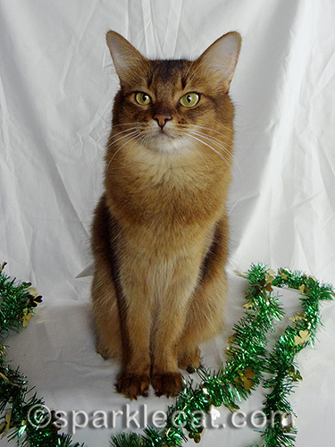 Somali cat posing with green garland