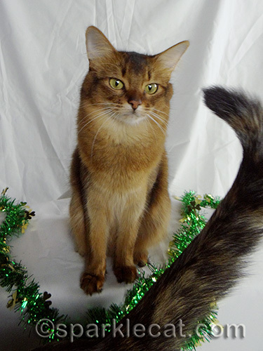 somali cat with tortoiseshell cat tail in the way