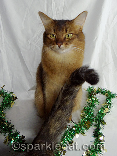 impatient somali cat with tortoiseshell cat tail 