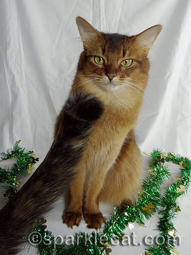 annoyed somali cat with tortoiseshell cat tail 