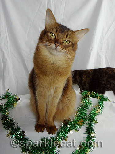 Somali cat posing with tortoiseshell cat in the background