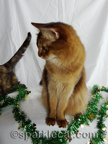 Somali cat watching tortoiseshell cat walk by in background