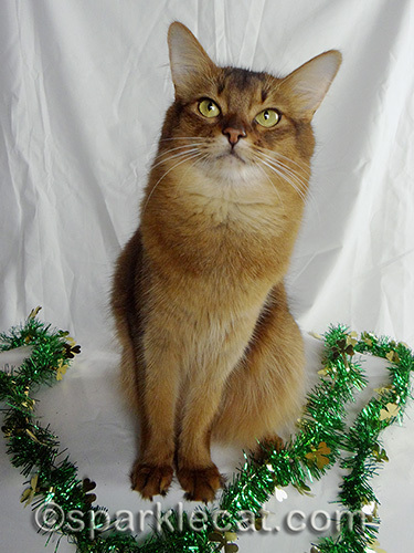 Somali cat rolling her eyes