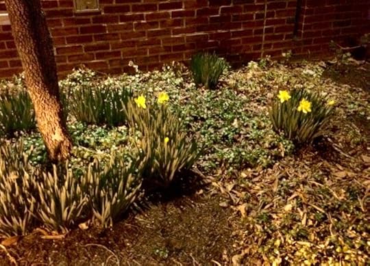 daffodils in bloom
