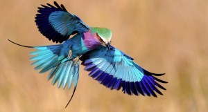 Lilac_Breasted_Roller