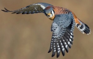 kestrel