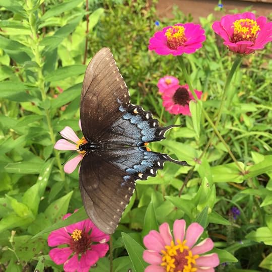  photo Blue Butterfly Catherine Carrigan Medical Intuitive_zpssmzgnnky.jpg