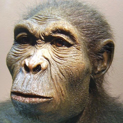 Homo_habilis-2 (1).jpg
