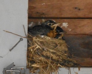 latest robins