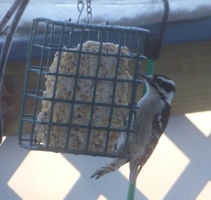 Woodpecker (2)