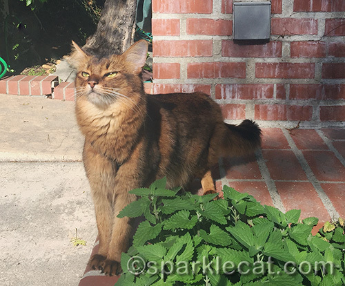 Somali cat sniffing spring air and catnip