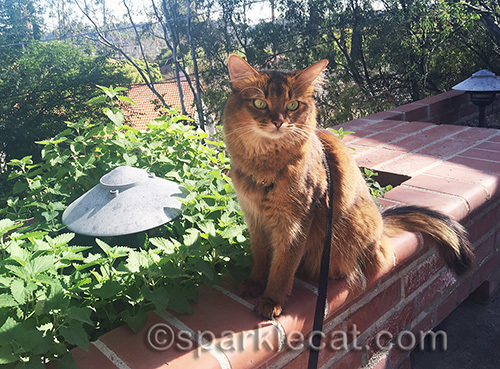 somali cat posing with catnip garden