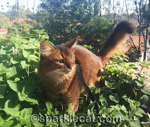 somali cat standing in a catnip garden