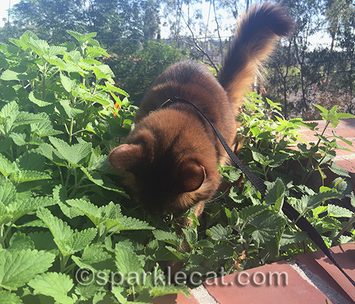 somali cat sniffing catnip plants