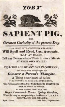 Advert for the Learned Pig, early 19th century (PInterest)