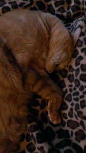 percysleeping