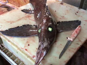 A fish caught by Nova Scotia fisherman Scott Tanner is shown in a handout photo. For a brief moment, Tanner thought he might have a case of cabin fever when he spotted a fish with glowing, green eyes in his trawler's net. A curator of zoology at the Museum of Natural History in Halifax, offered a more scientific-based explanation: the bug-eyed creature appears to be a knifenose chimera - one of three chimera species in North Atlantic waters.THE CANADIAN PRESS/HO-Scott Tanner ORG XMIT: HAL500