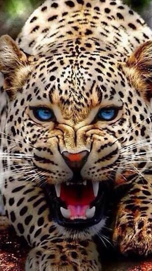 Angry Leopard Brilliant blue eyes flashing - Big Cats: 