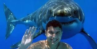 Image result for swimming with the sharks images