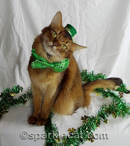 somali cat in St. Patrick's Day green hat and bow