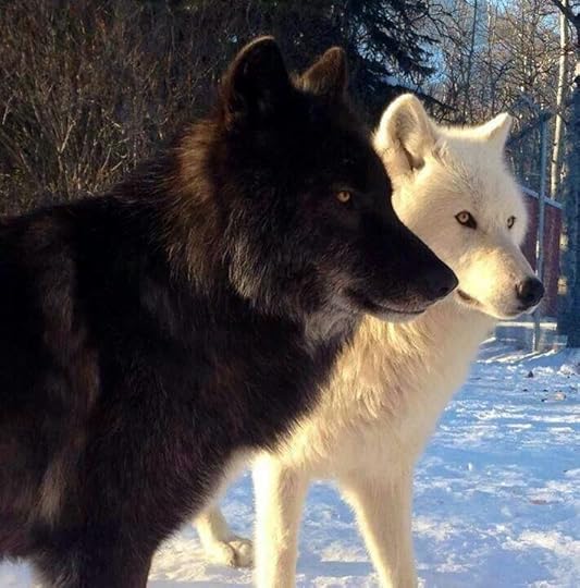  photo 8d64649cdb3365b7e8f95f5763b89cf7_zpsmnefivg0.jpg