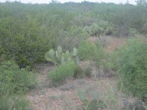440px-Scrub_brush_vegetation_in_south_TX_IMG_6069