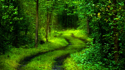 Green5