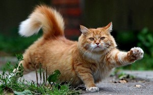cat-