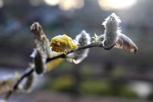 march-willow-buds